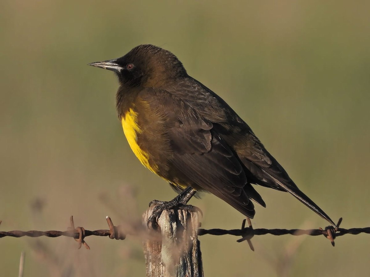 Brown-and-yellow Marshbird - Victoria Herrera