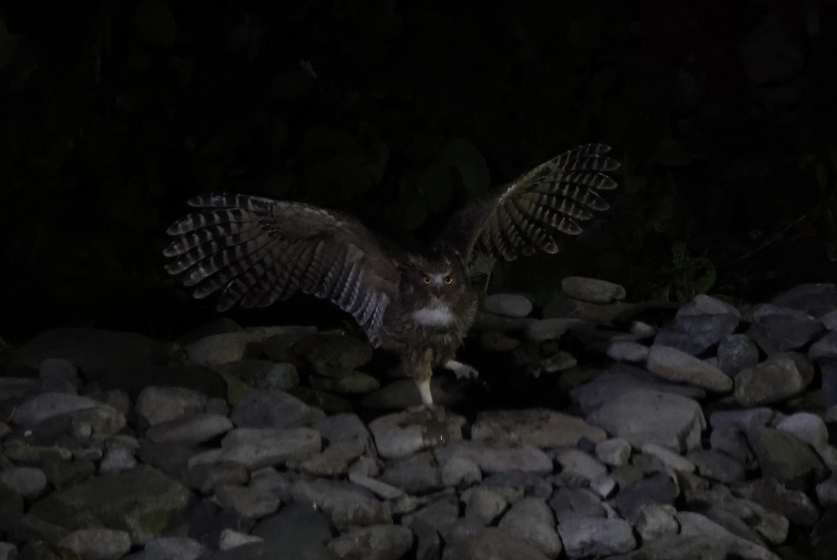 Blakiston's Fish-Owl (blakistoni) - Joshua Stone
