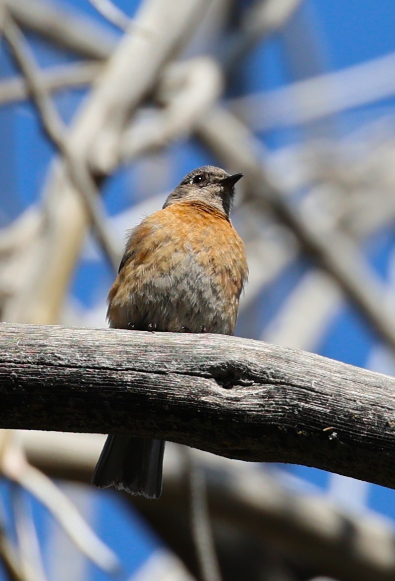 Western Bluebird - Gail DeLalla