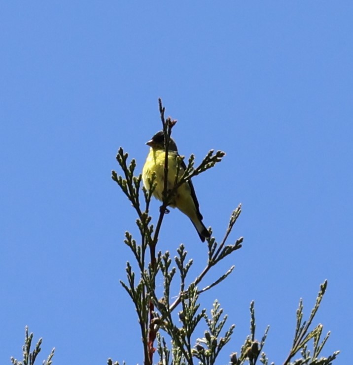 Lesser Goldfinch - Gail DeLalla