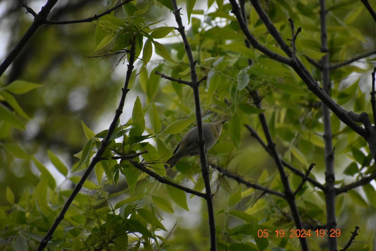 Yellow-throated Vireo - Deb Muzzy