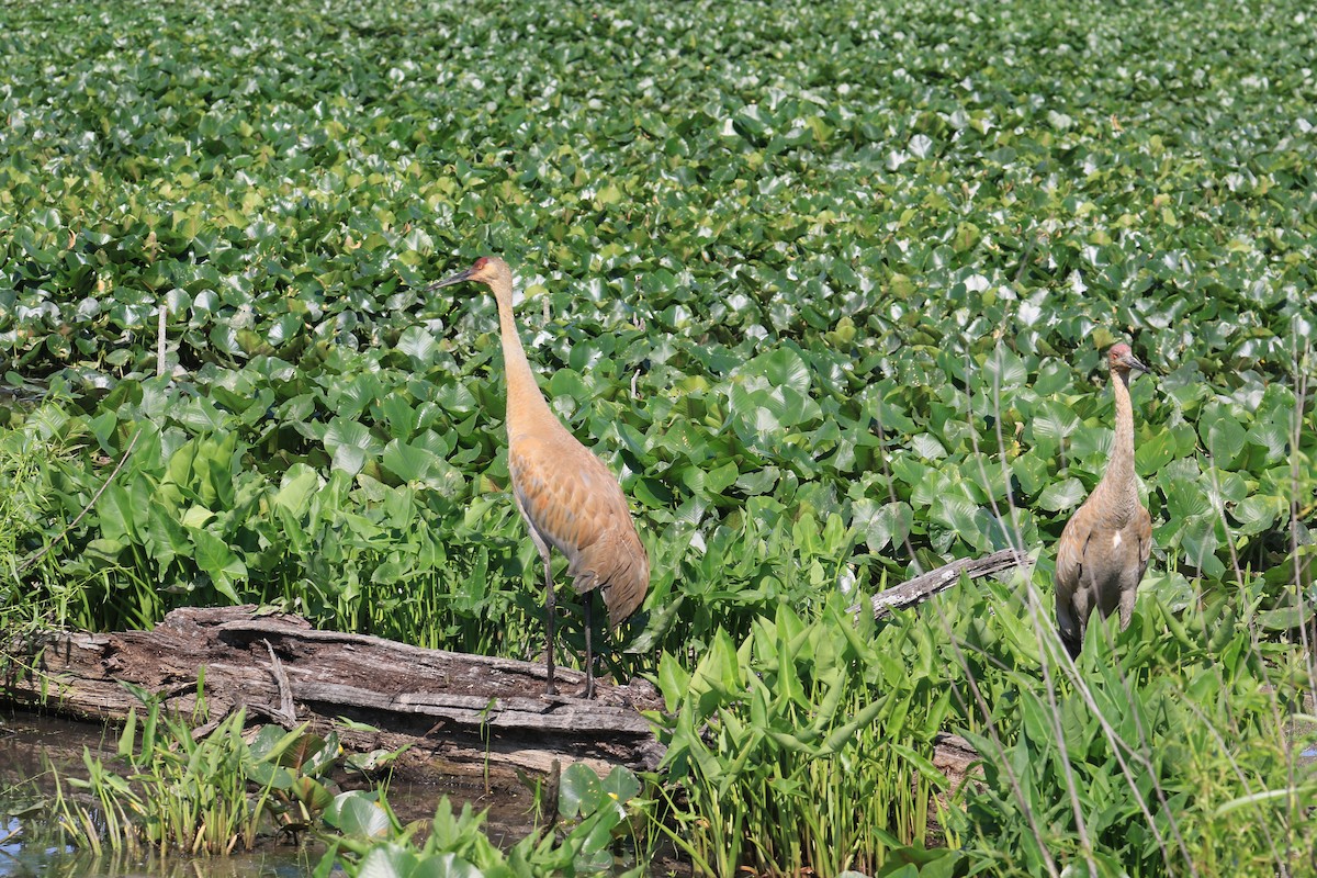 Sandhill Crane - Jennifer Allison