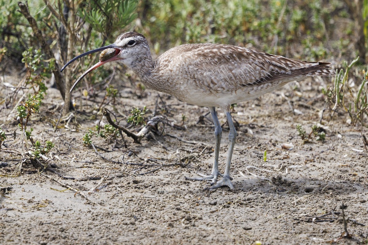 Whimbrel - Tommy Quarles