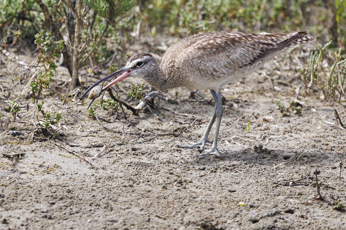 Whimbrel - Tommy Quarles