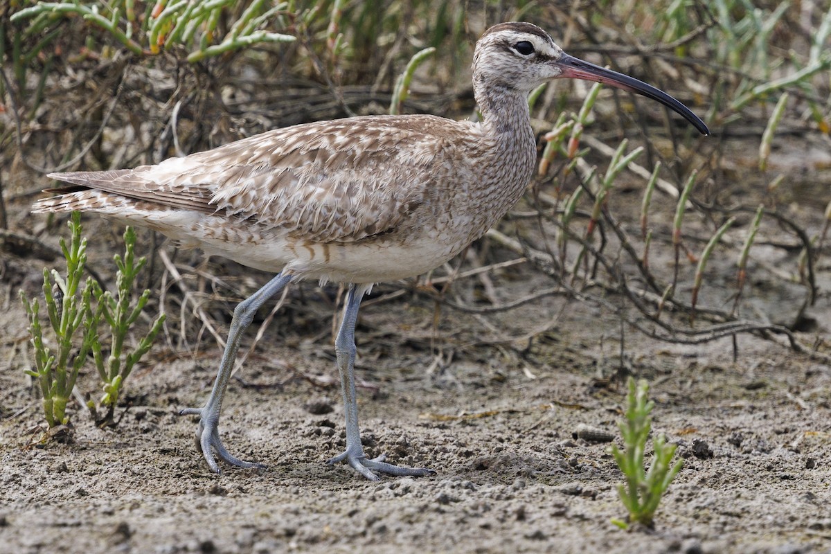 Whimbrel - Tommy Quarles