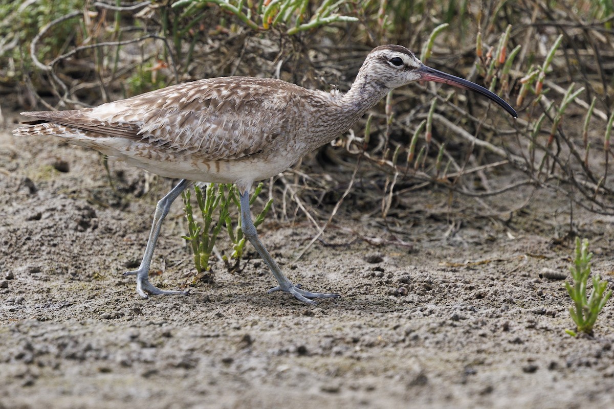 Whimbrel - Tommy Quarles