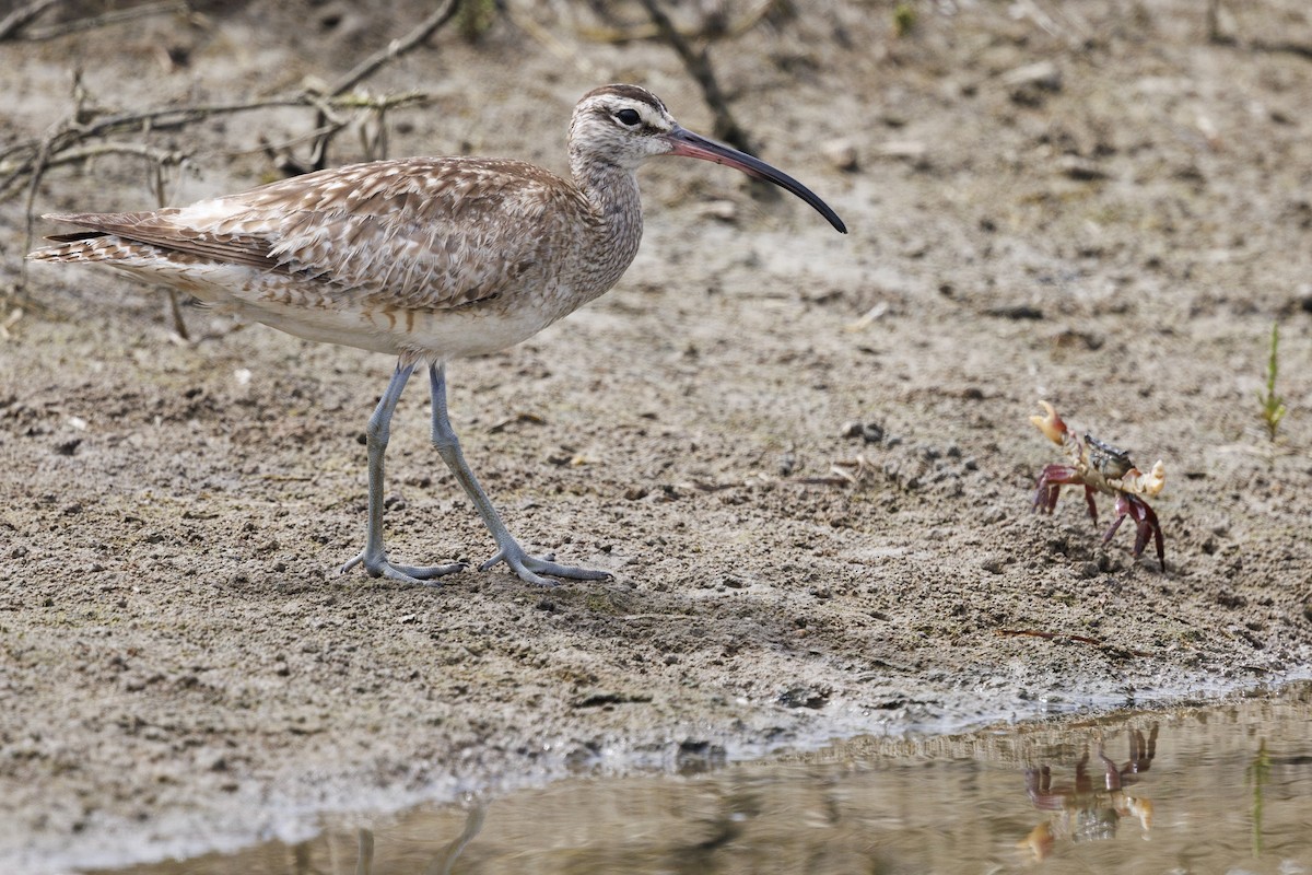 Whimbrel - Tommy Quarles