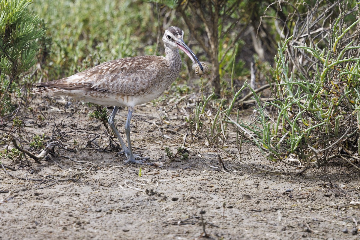 Whimbrel - Tommy Quarles