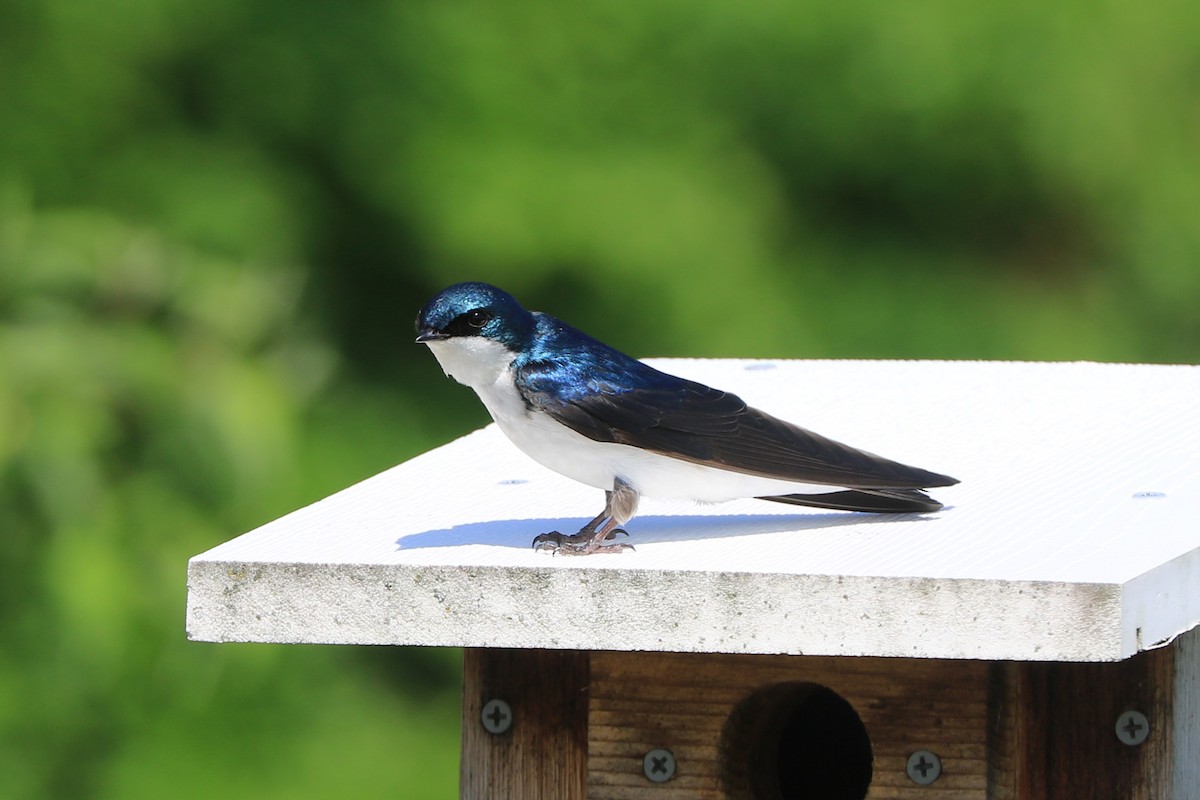 Tree Swallow - Jennifer Allison