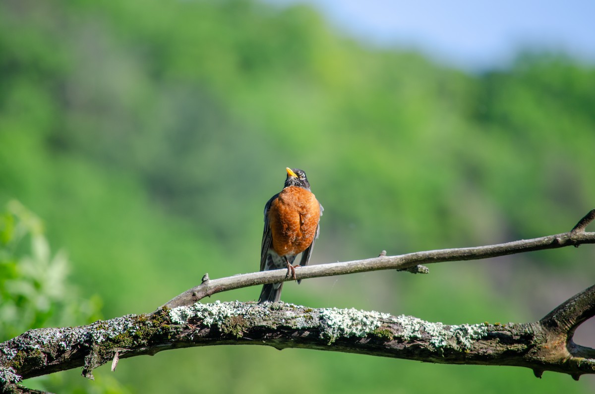 American Robin - Alison Robey