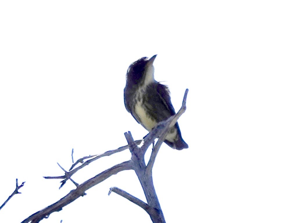 Olive-sided Flycatcher - Rick Taylor