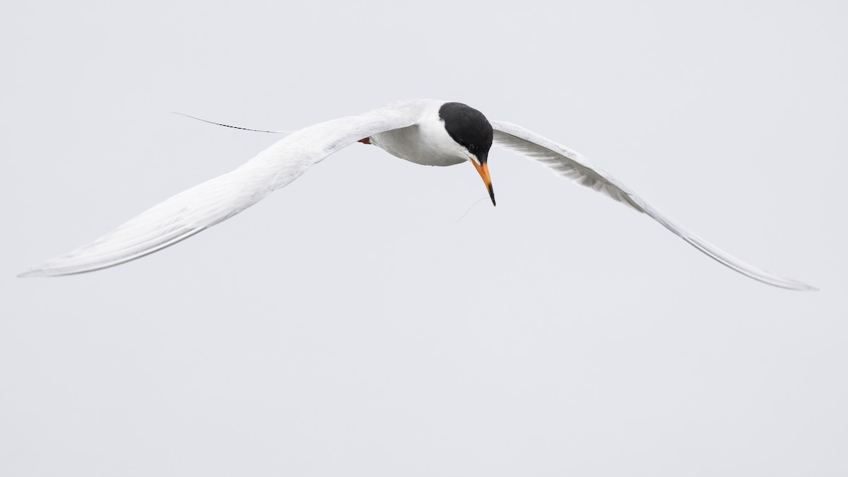 Forster's Tern - Tommy Quarles