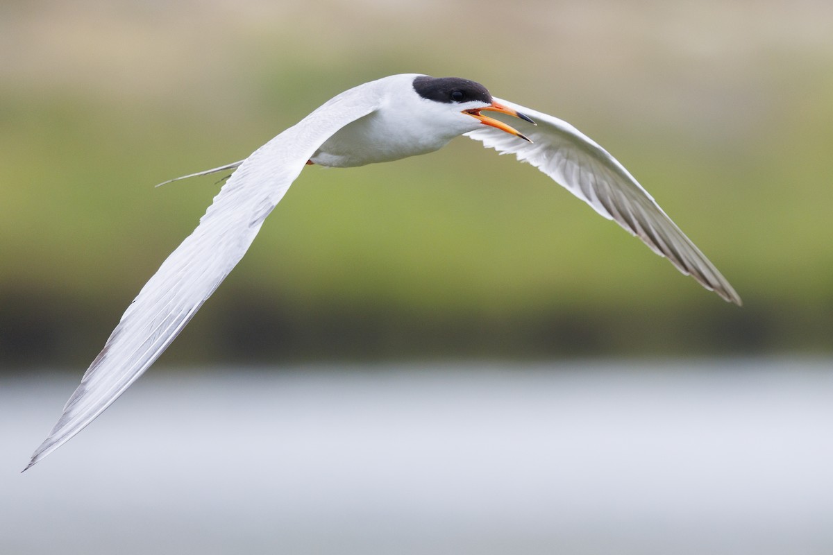 Forster's Tern - Tommy Quarles