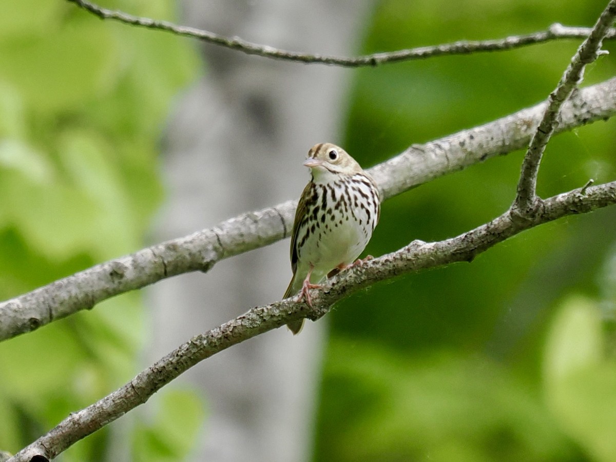 Ovenbird - Robert Rackliffe