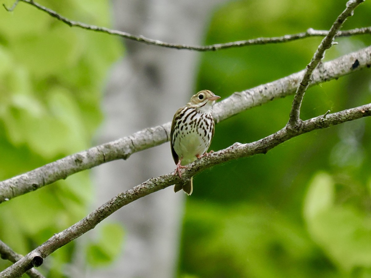 Ovenbird - ML619420953