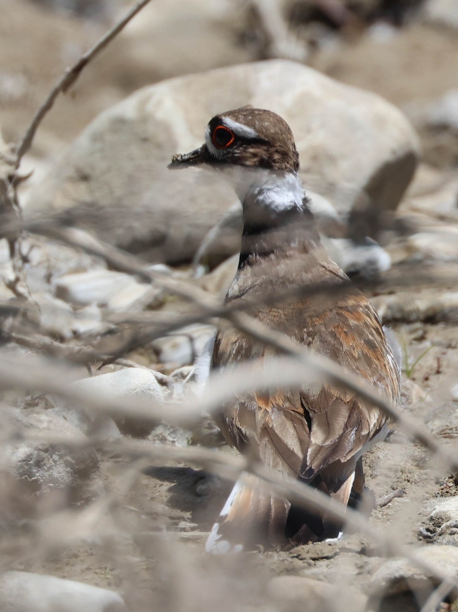 Killdeer - Tracy Drake