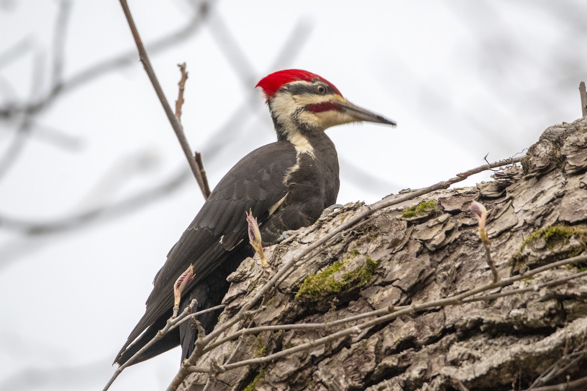 Pileated Woodpecker - Peter Sproule