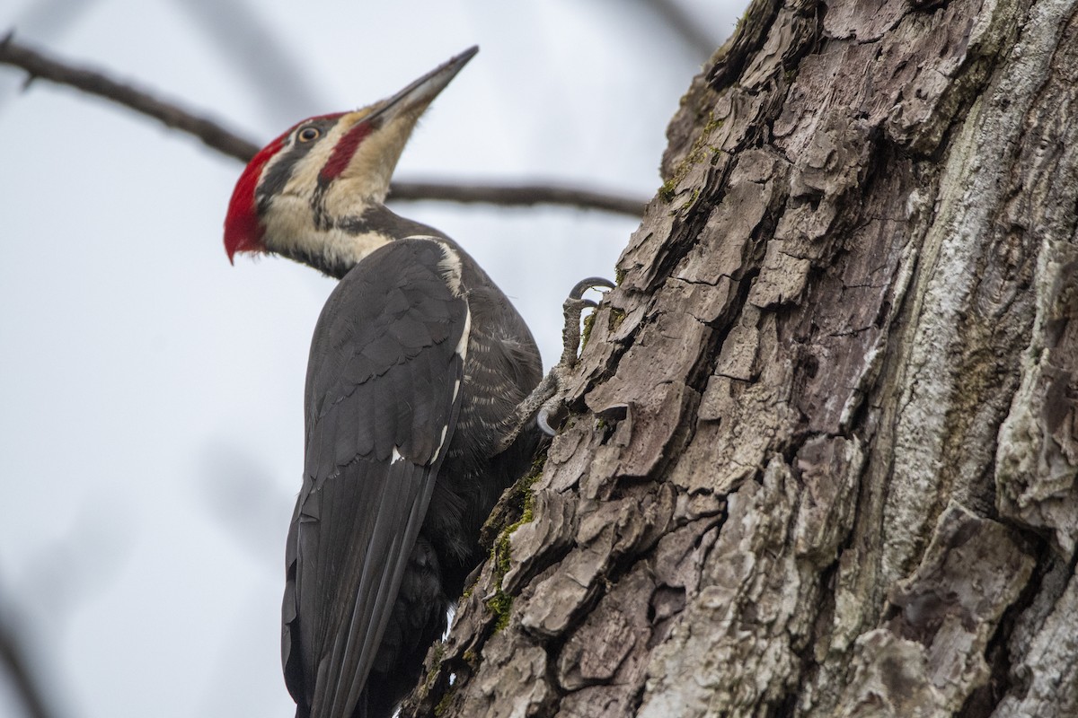 Pileated Woodpecker - Peter Sproule