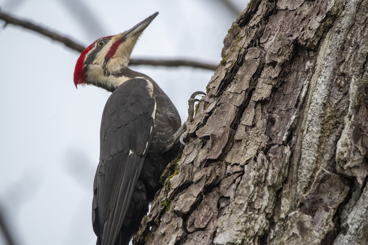 Pileated Woodpecker - Peter Sproule