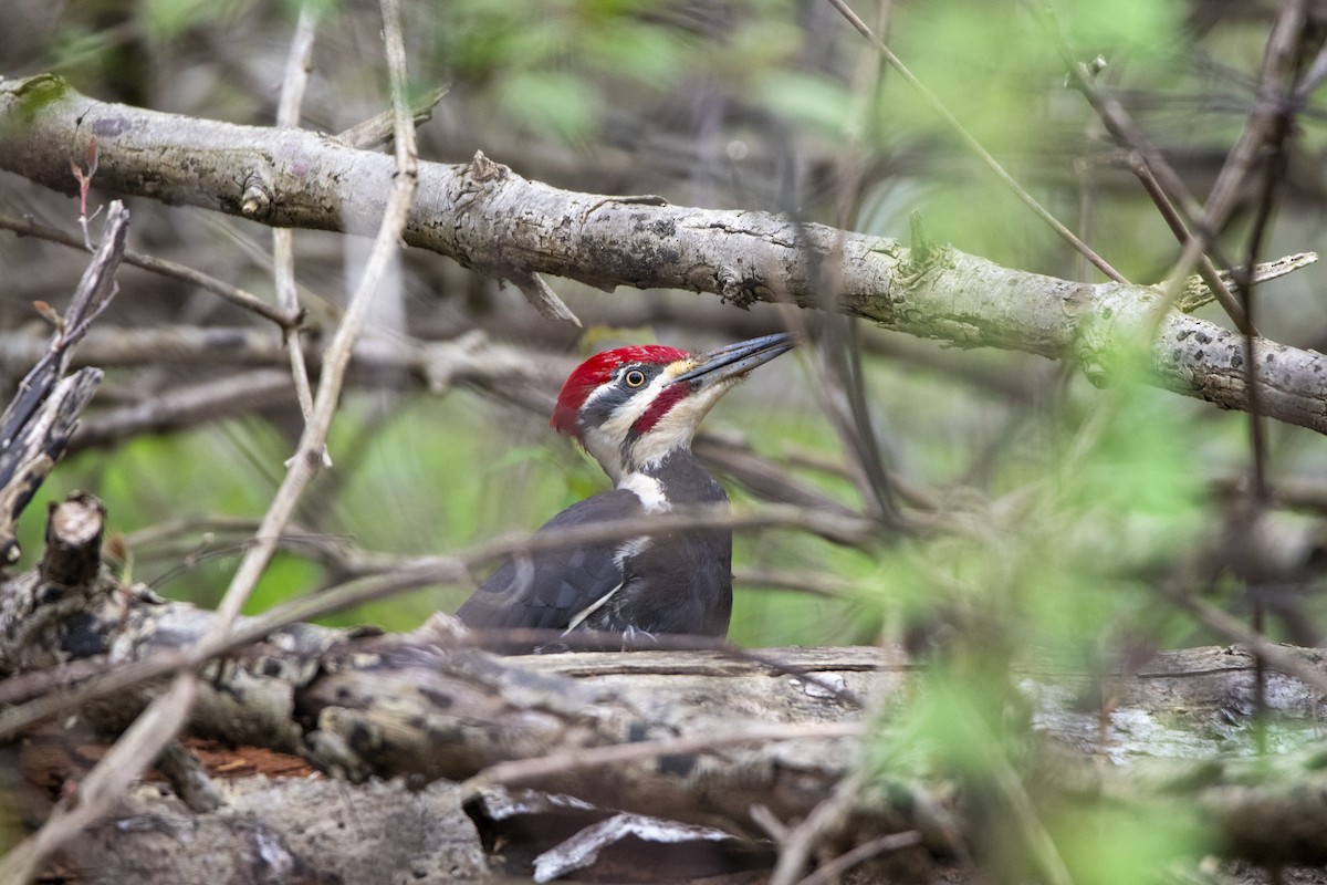 Pileated Woodpecker - Peter Sproule