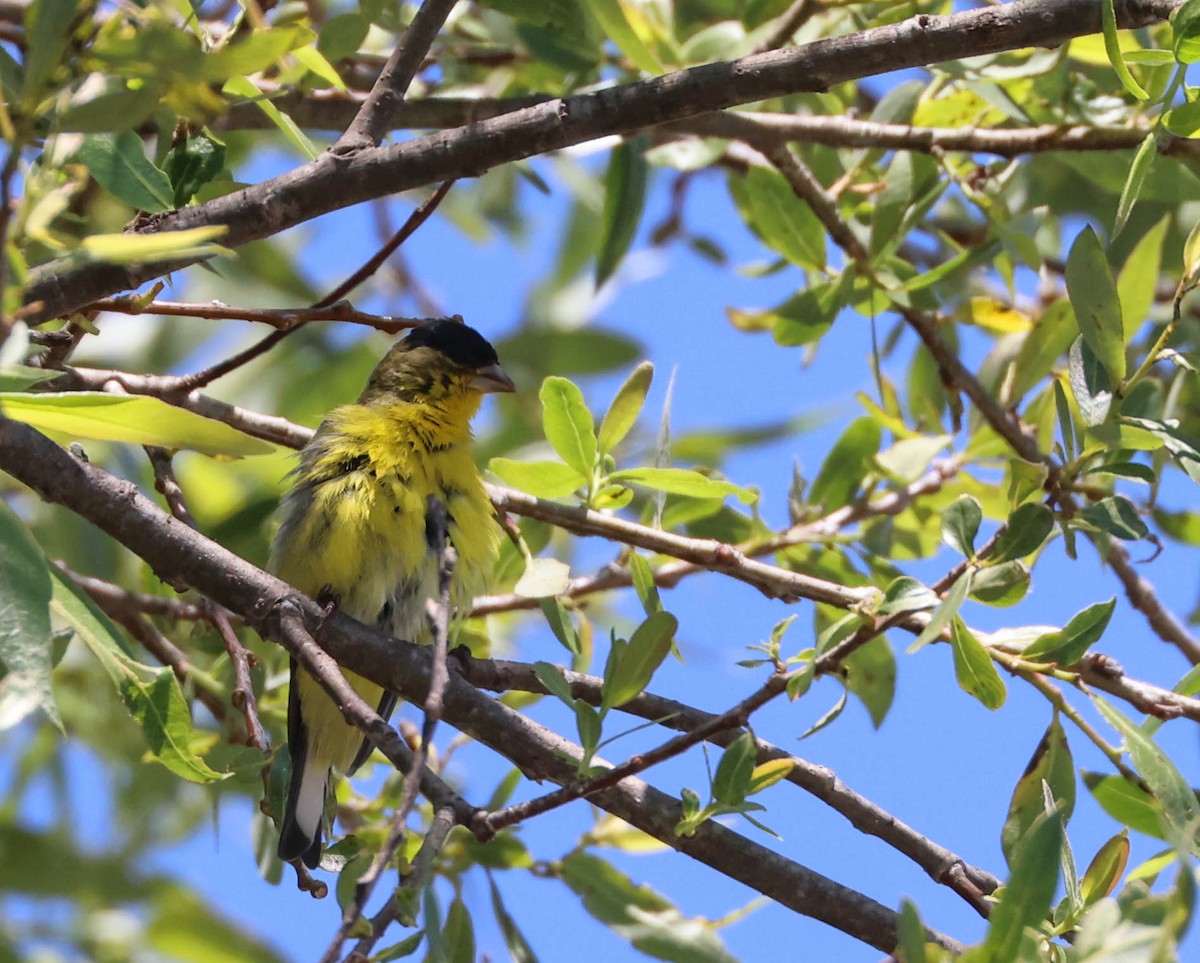 Lesser Goldfinch - ML619420968