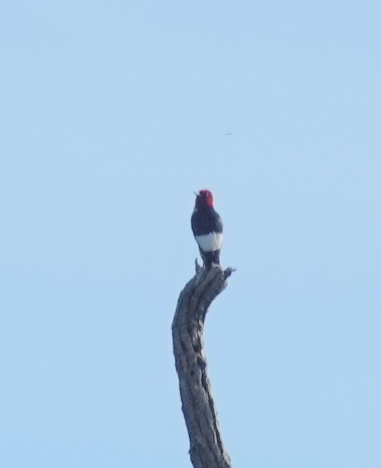 Red-headed Woodpecker - Jane Chandler