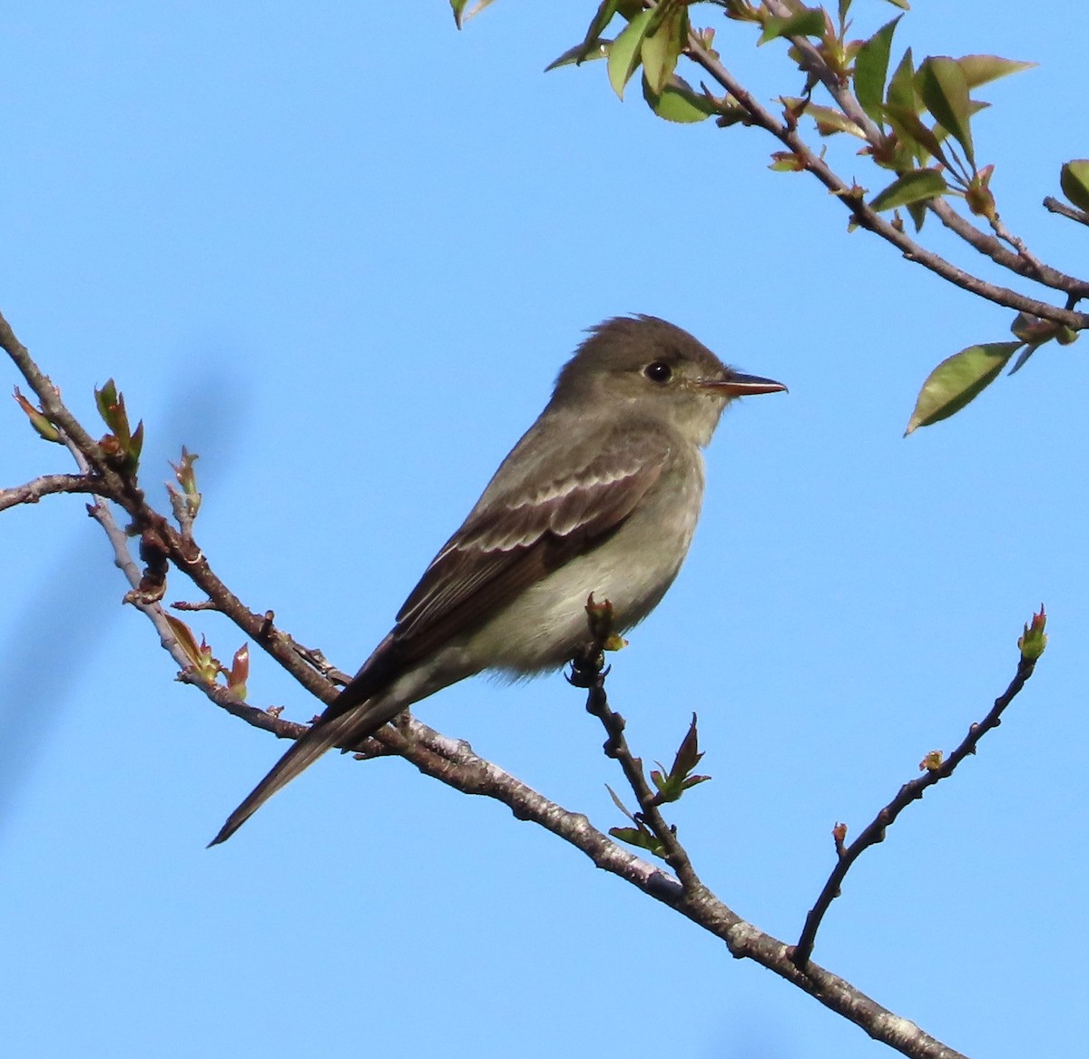 Eastern Wood-Pewee - ML619420979