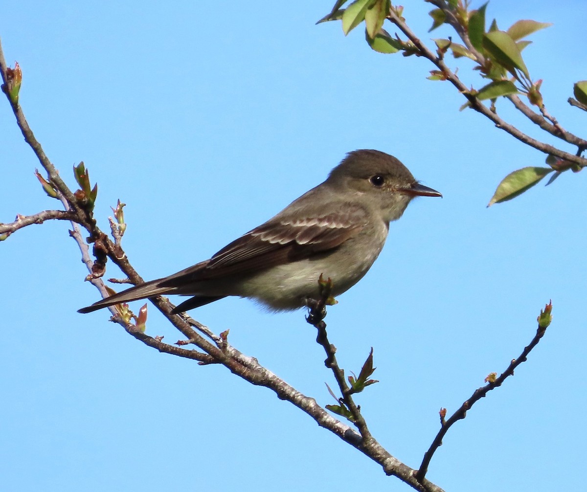 Eastern Wood-Pewee - ML619420980