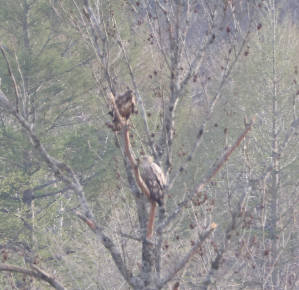 White-tailed Eagle - Joshua Stone