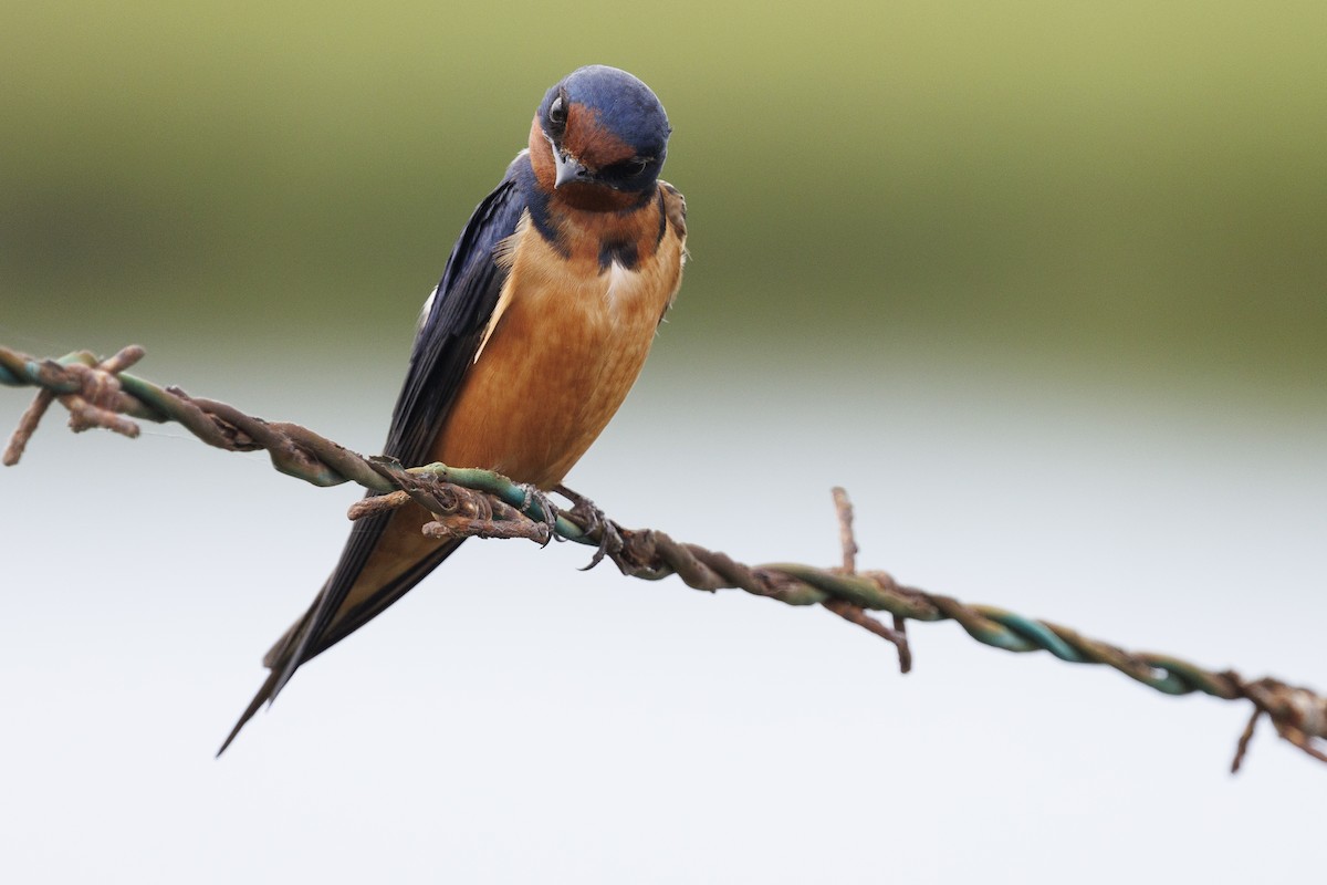 Barn Swallow - Tommy Quarles
