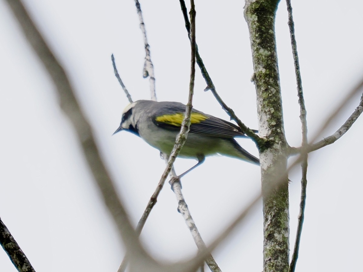 Golden-winged Warbler - ML619420988