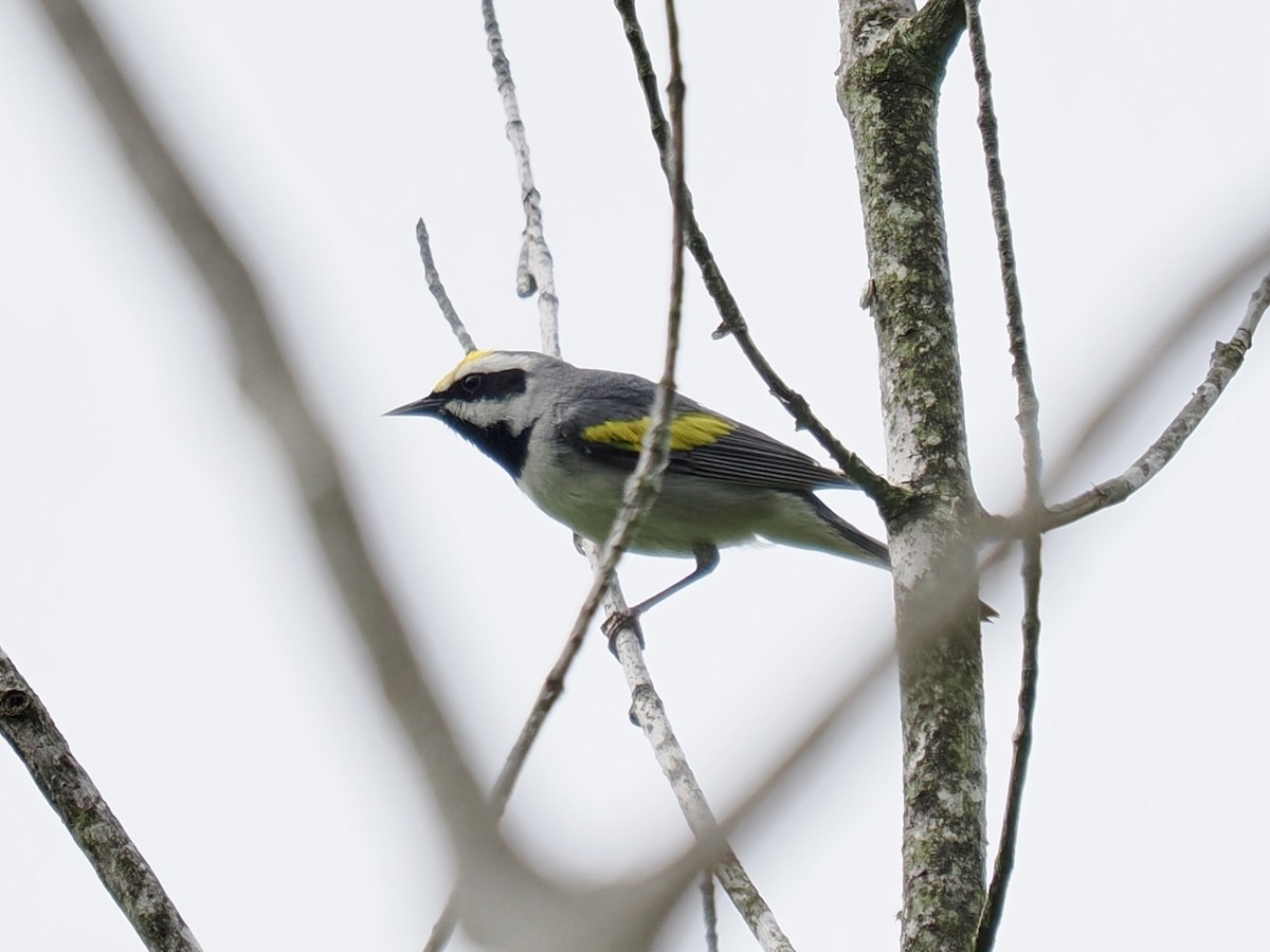 Golden-winged Warbler - ML619420989