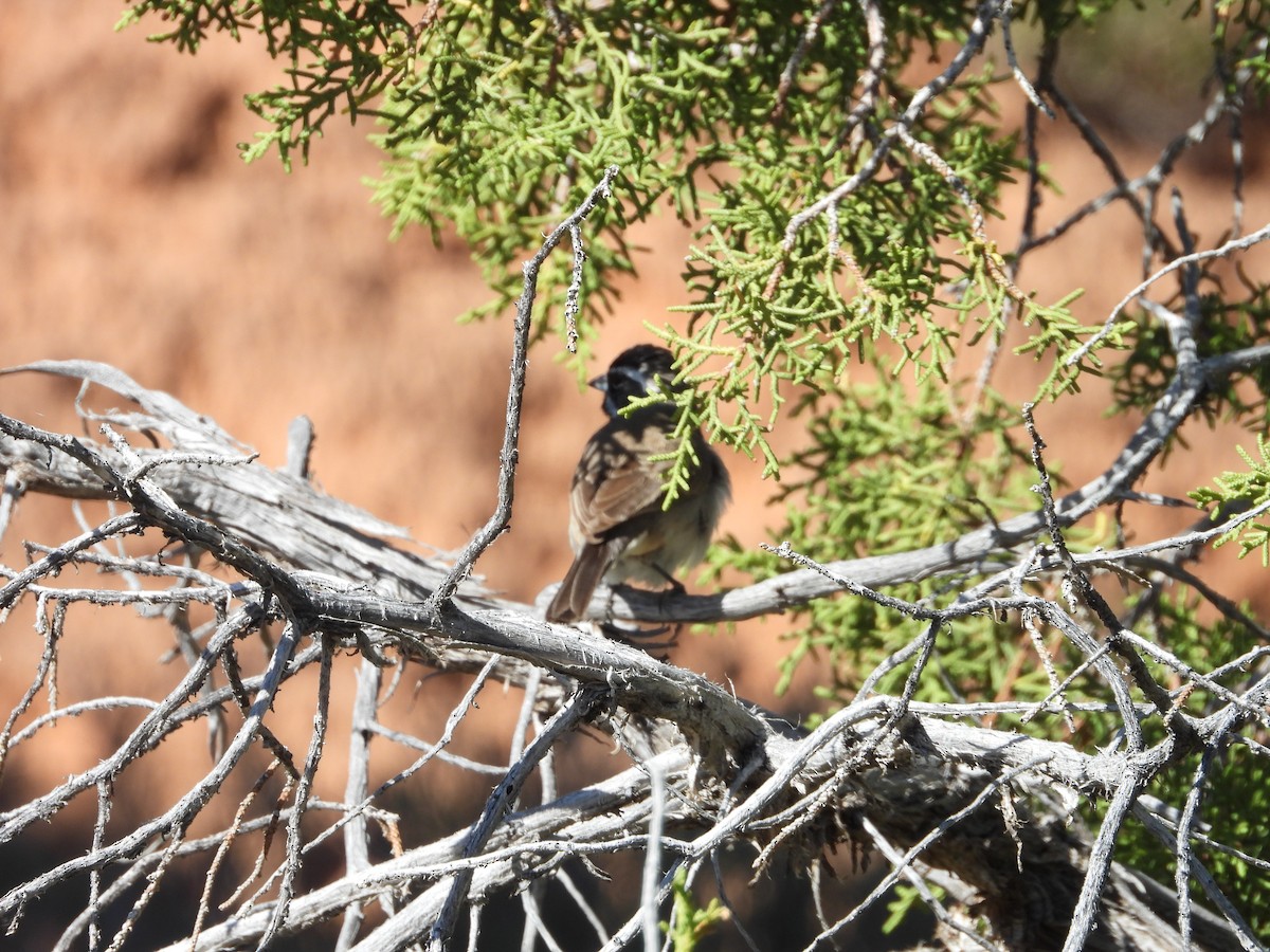 Black-throated Sparrow - Maura Powers