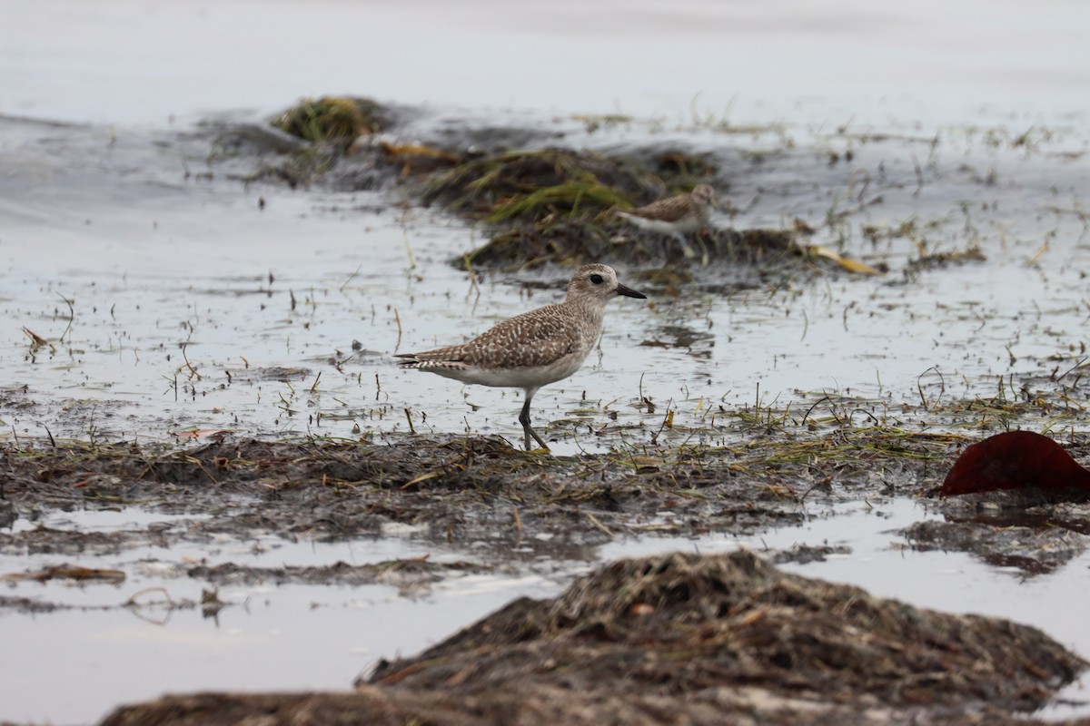 Black-bellied Plover - ML619420994