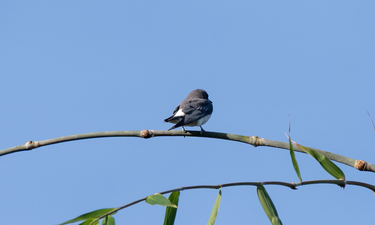 White-breasted Woodswallow - Koren Mitchell