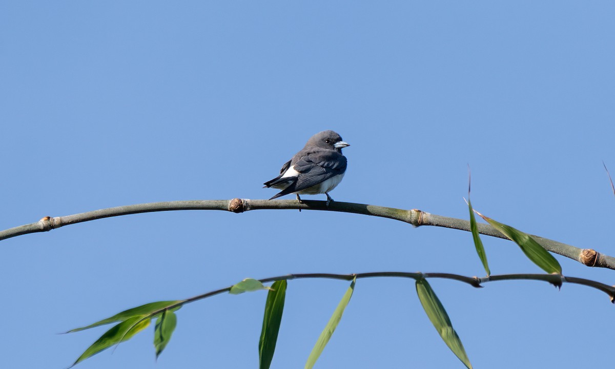 White-breasted Woodswallow - Koren Mitchell