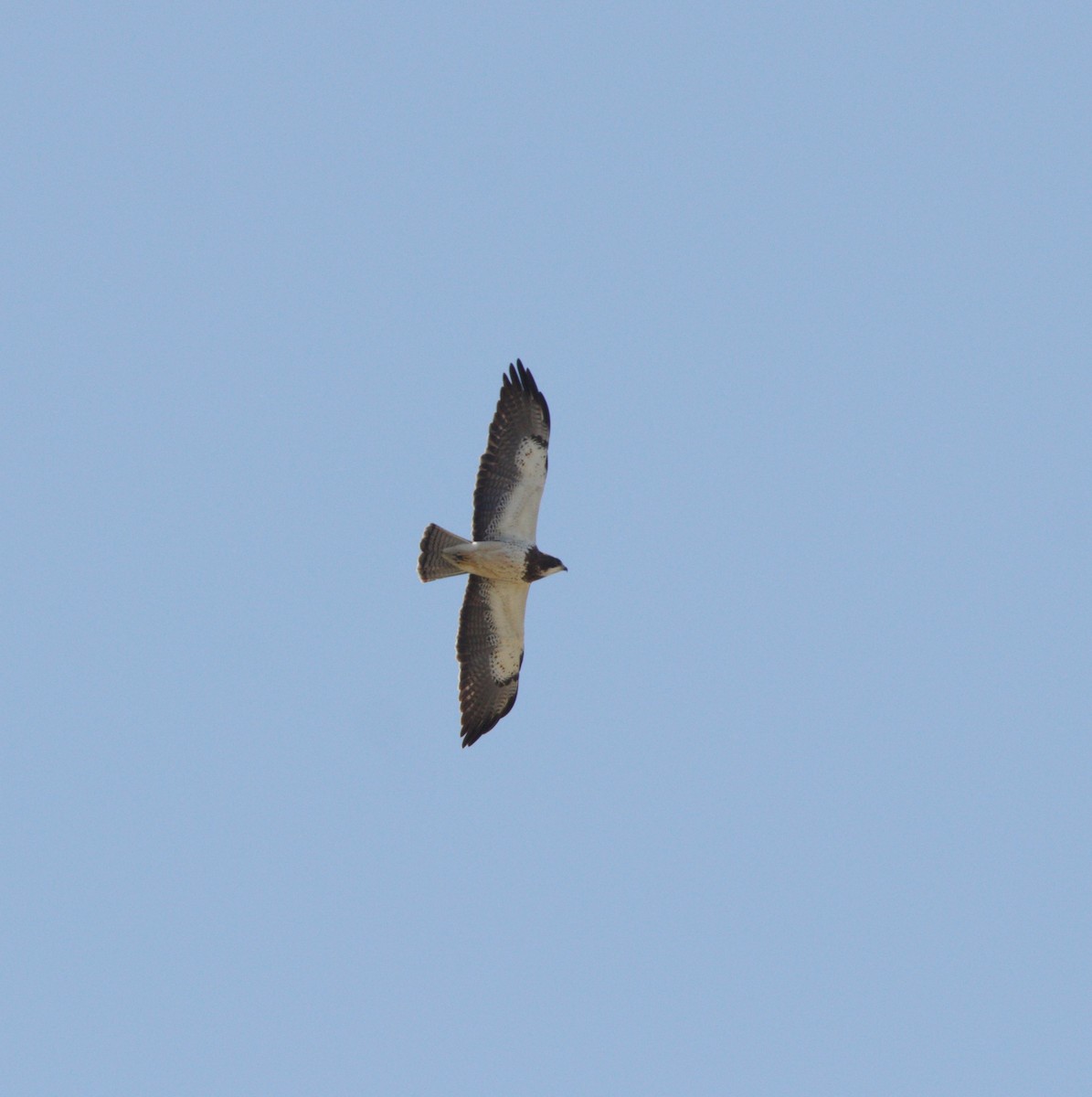 Swainson's Hawk - Abraham Bowring