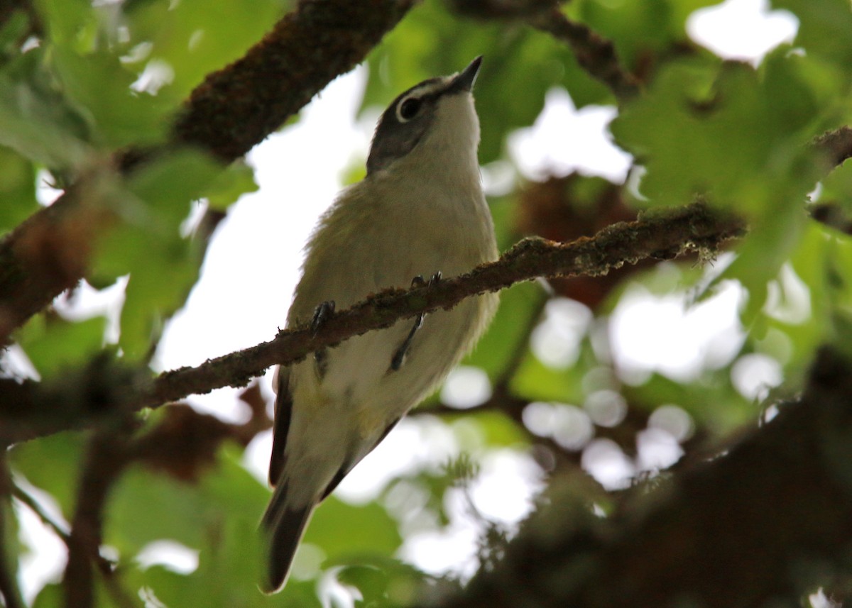 Cassin's Vireo - William Clark