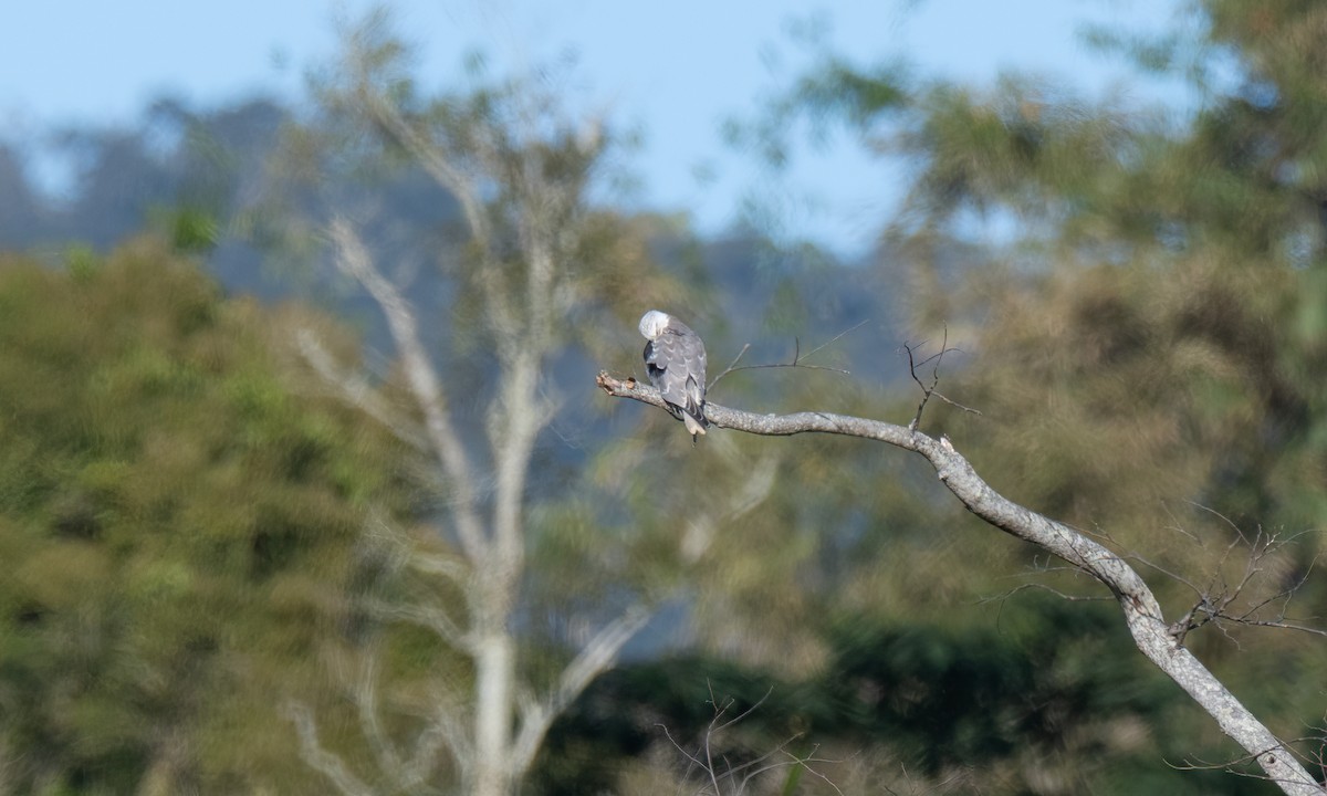 Black-winged Kite - Koren Mitchell