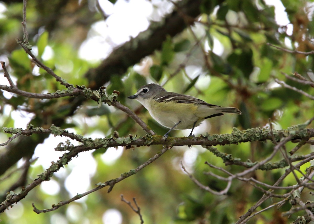 Cassin's Vireo - William Clark