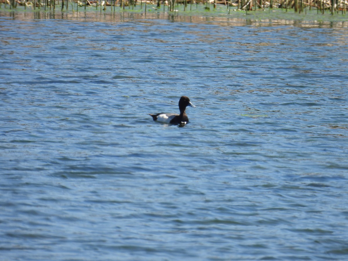 Lesser Scaup - Aiden Saari