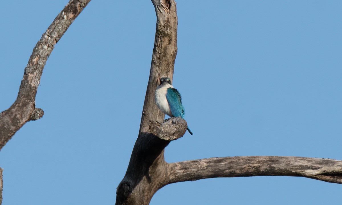 Collared Kingfisher - Koren Mitchell