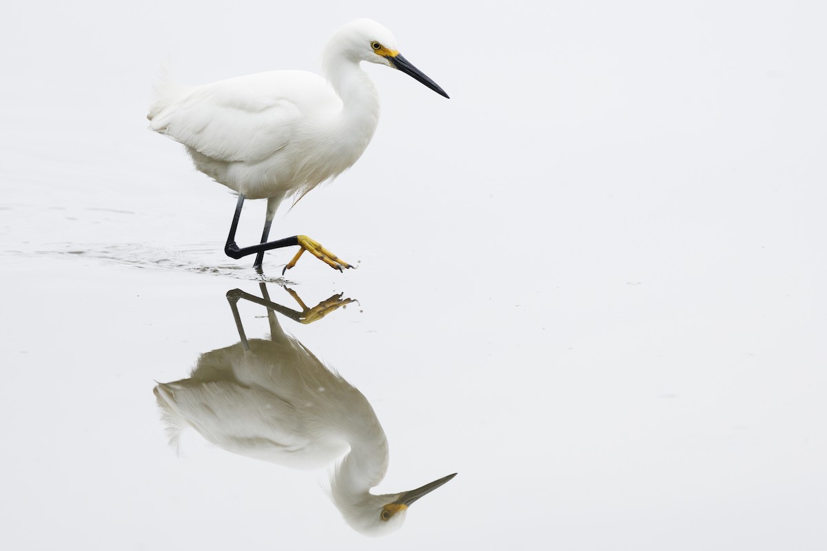 Snowy Egret - ML619421026