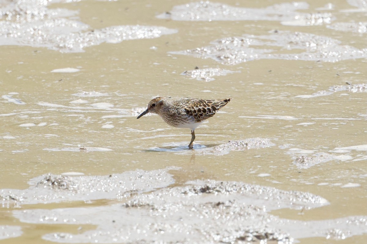 Least Sandpiper - Bill Schneider