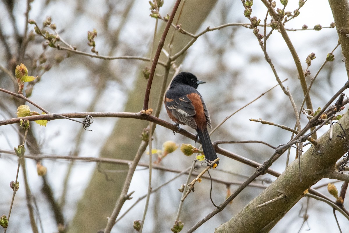 Orchard Oriole - Peter Sproule