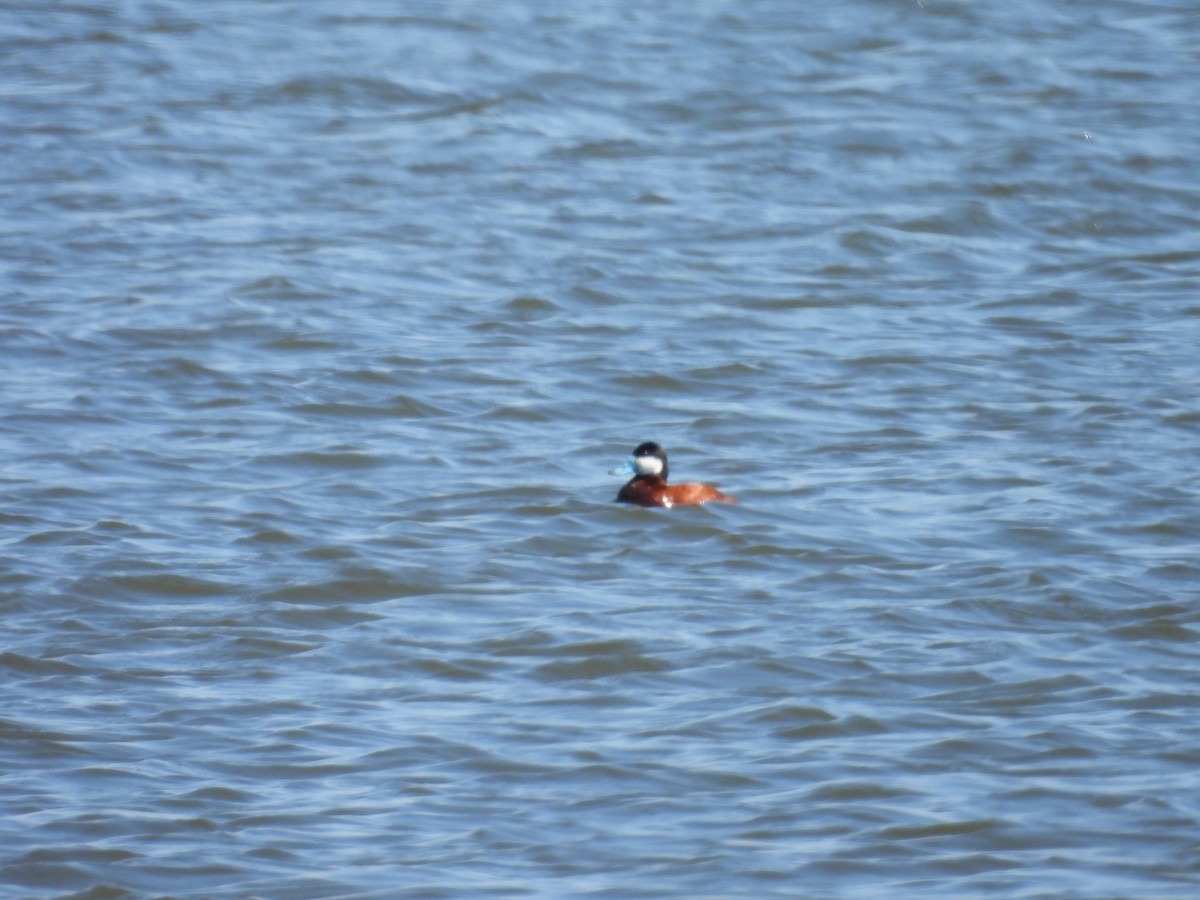 Ruddy Duck - Aiden Saari