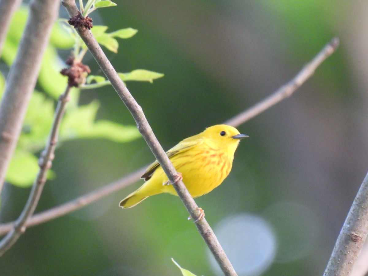 Yellow Warbler - Chris Loscalzo