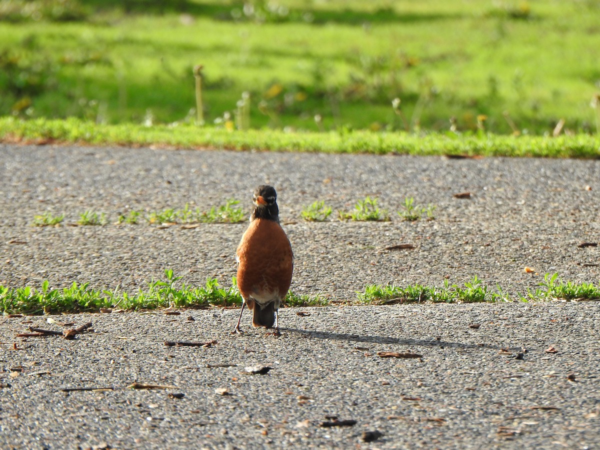 American Robin - Liren Varghese