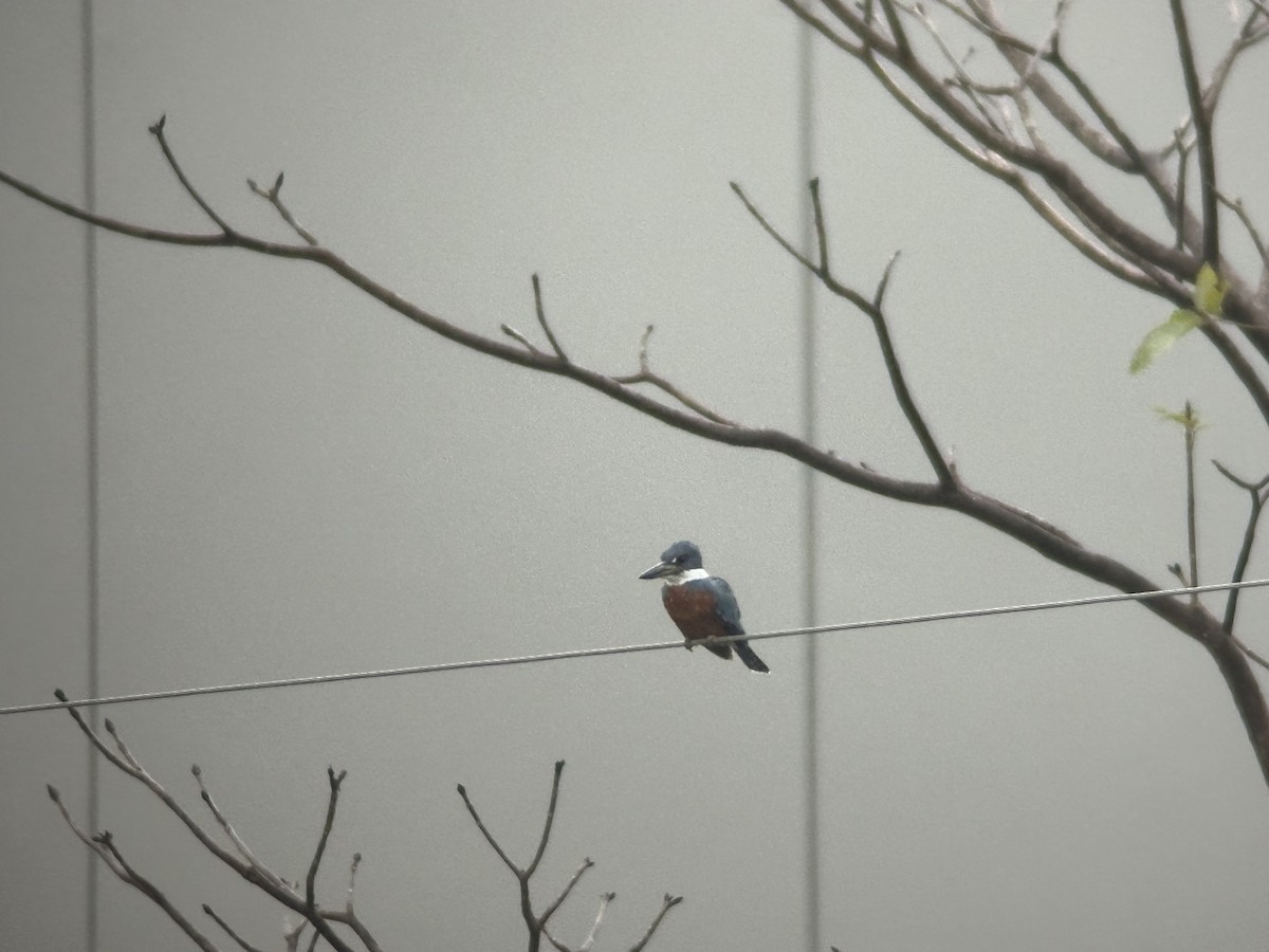 Ringed Kingfisher - Alison Sheehey