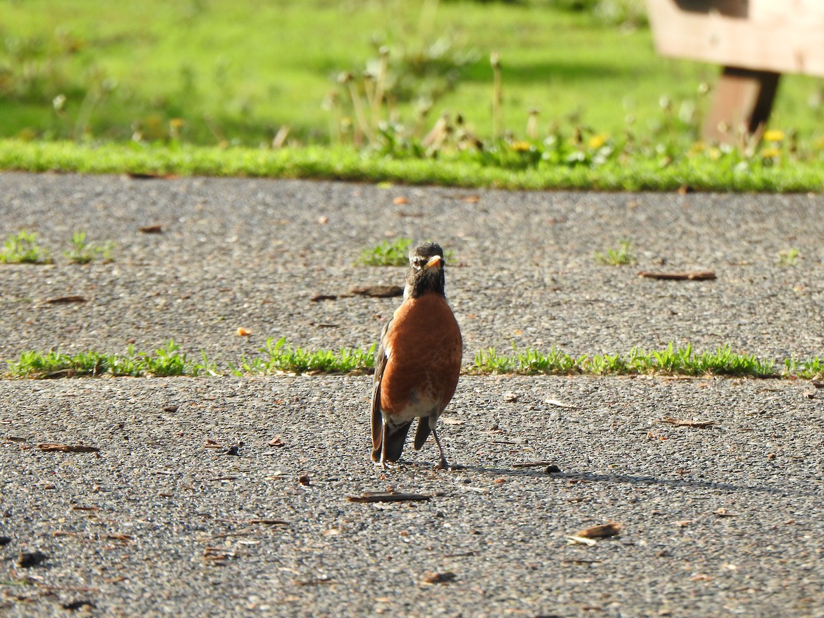 American Robin - Liren Varghese